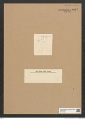 Diatomeae indet. Zeichnungen Sammlung Grunow Nr. 6073 (NHMW-BOT-W0374590)